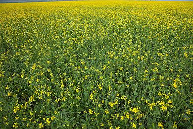 《影子政府模拟器》试玩Demo上线Steam 支持简繁体中文