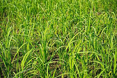 纵身跃入漩涡吧 《风中行者》现已开启抢先体验