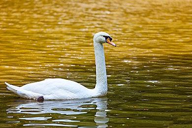 《宝可梦TCG Live》加拿大限量测试 2月22日开启